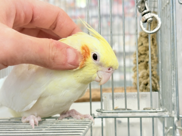 【動画更新🪄】キリッとおめめがチャームポイント🐥⚜️オカメインコ(ルチノー) オカメインコ