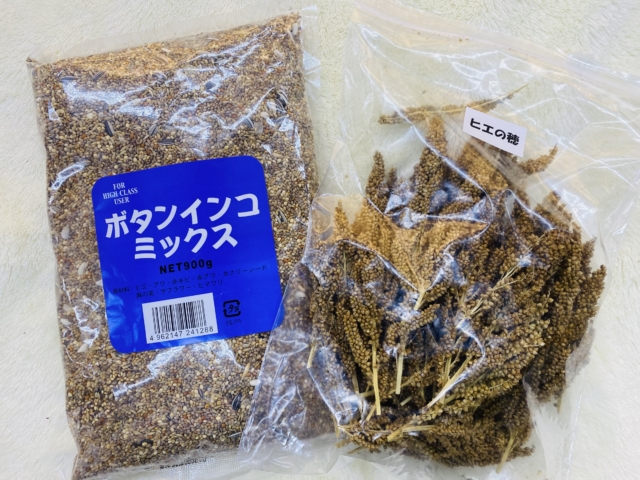 ラブ💝バード コザクラインコフェア開催中❣️ 説明画像です