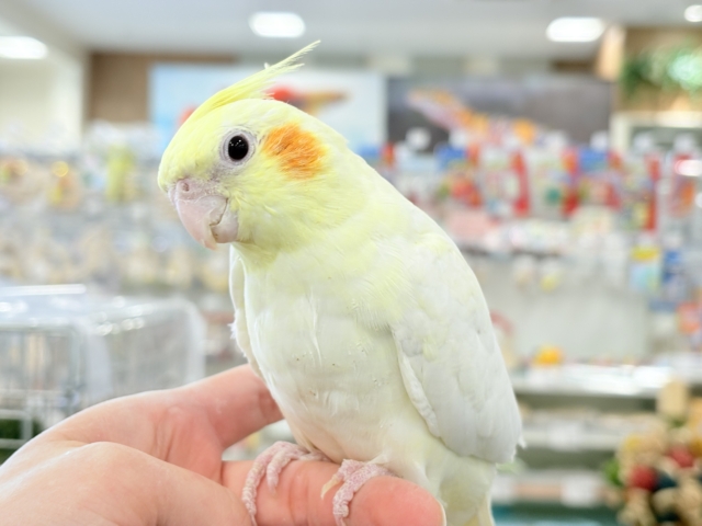 【動画更新🪄】キリッとおめめがチャームポイント🐥⚜️オカメインコ(ルチノー) オカメインコ