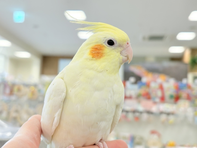 【動画更新🪄】キリッとおめめがチャームポイント🐥⚜️オカメインコ(ルチノー) オカメインコ