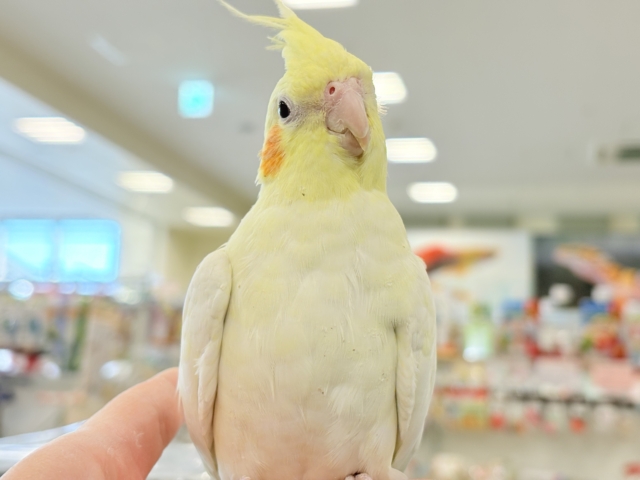【動画更新🪄】キリッとおめめがチャームポイント🐥⚜️オカメインコ(ルチノー) オカメインコ