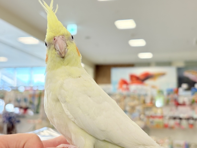 オカメインコ