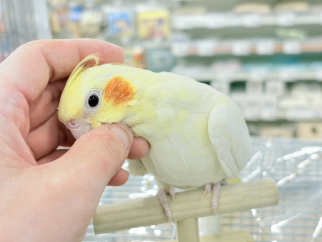 【動画更新🪄】キリッとおめめがチャームポイント🐥⚜️オカメインコ(ルチノー) オカメインコ
