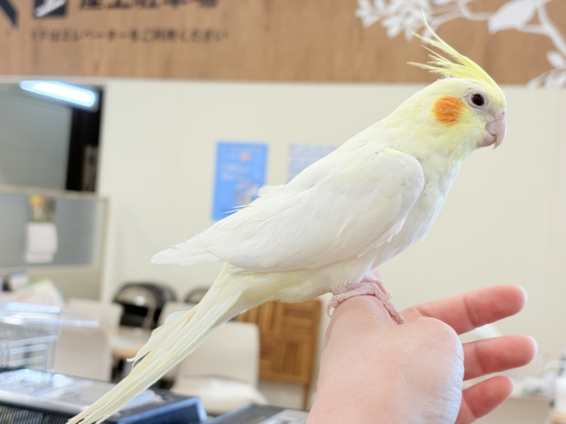 【動画更新🪄】キリッとおめめがチャームポイント🐥⚜️オカメインコ(ルチノー) オカメインコ