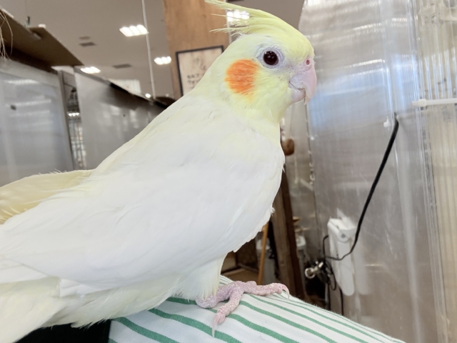 【動画更新🪄】キリッとおめめがチャームポイント🐥⚜️オカメインコ(ルチノー) オカメインコ
