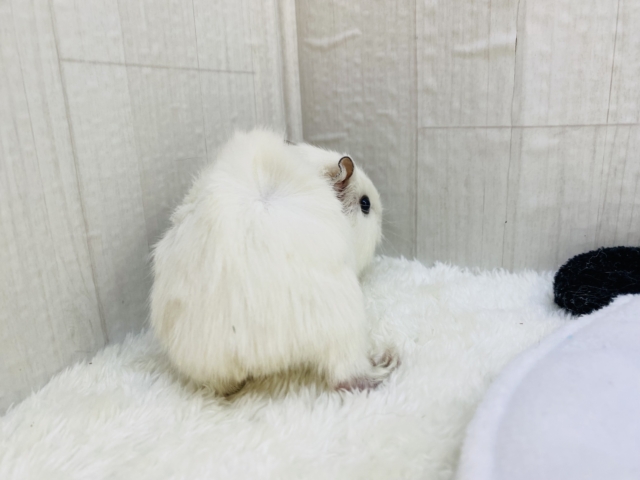 アビシニアンモルモット