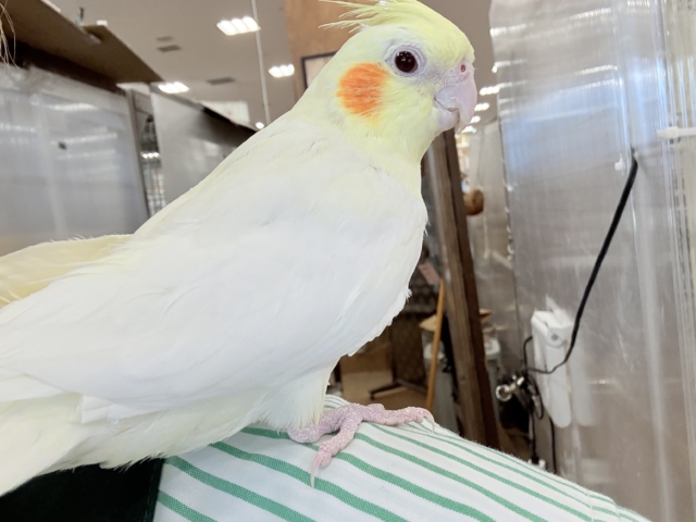 オカメインコ
