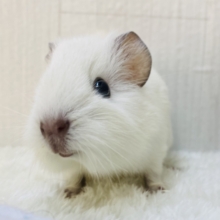 可愛さ反則級💖白もこ姿のモルモットやってきた！！