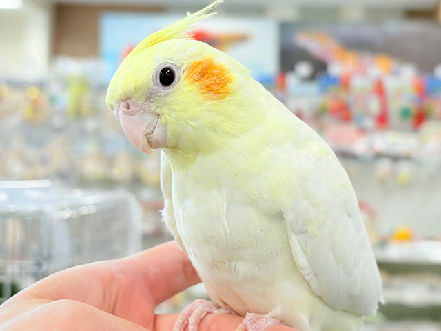 【動画更新🪄】キリッとおめめがチャームポイント🐥⚜️オカメインコ(ルチノー) 【動画更新🪄】キリッとおめめがチャームポイント🐥⚜️オカメインコ(ルチノー)