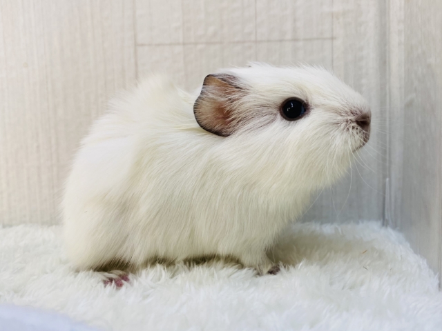 アビシニアンモルモット