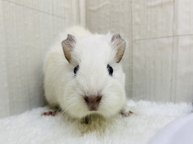 アビシニアンモルモット