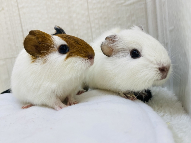 イングリッシュモルモット