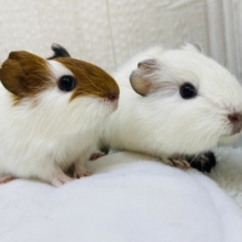 プィプィ🥕モルモットフェア開催中🎉