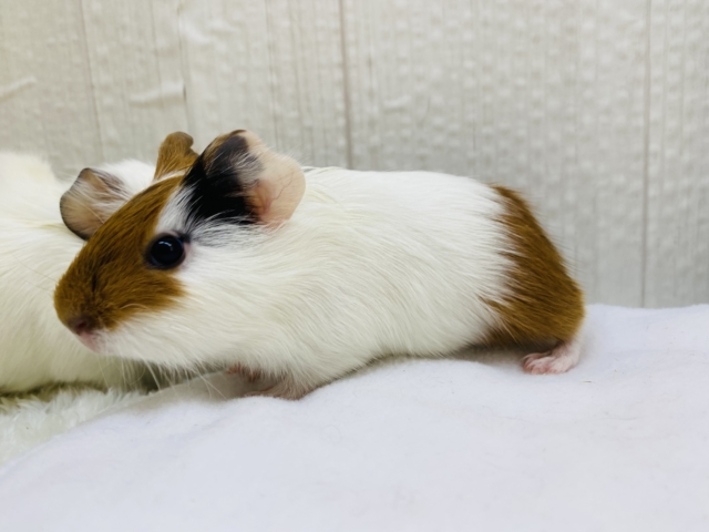 イングリッシュモルモット