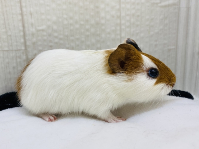 イングリッシュモルモット