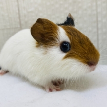 見た目はハム、正体はモル。大きくなるぞ❗️イングリッシュモルモット🐹💕