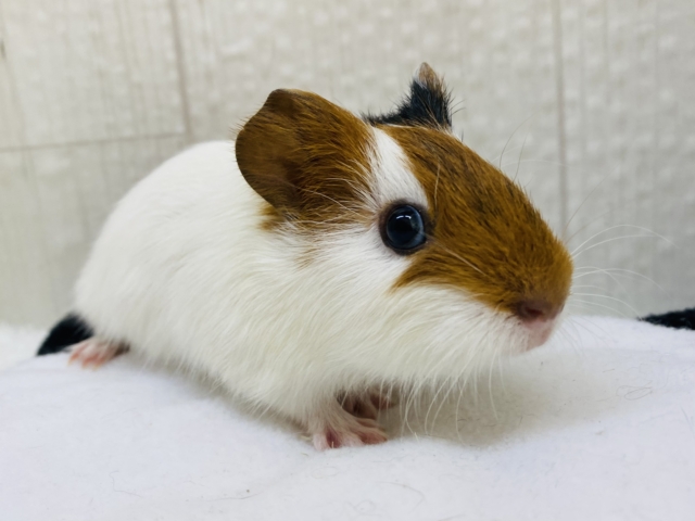 見た目はハム、正体はモル。大きくなるぞ❗️イングリッシュモルモット🐹💕