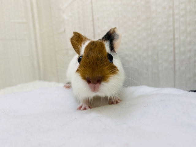 イングリッシュモルモット