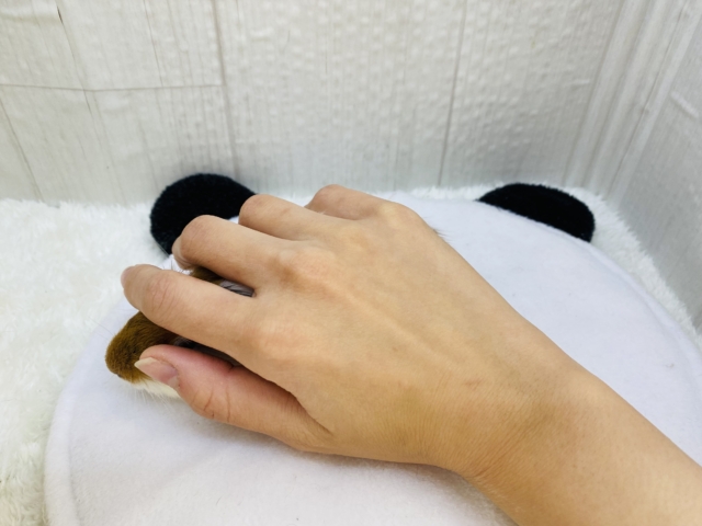 イングリッシュモルモット