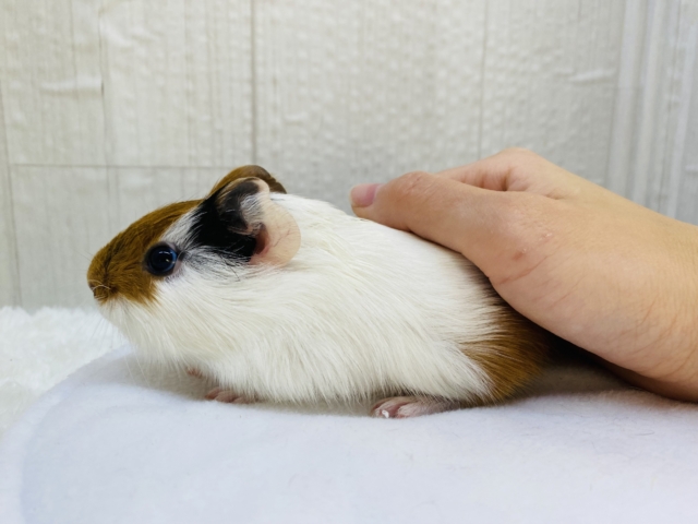 イングリッシュモルモット