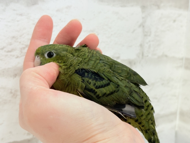 サザナミインコ