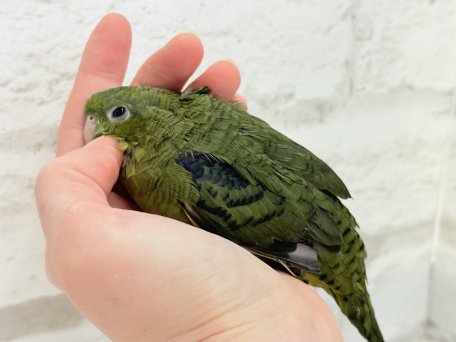 サザナミインコ