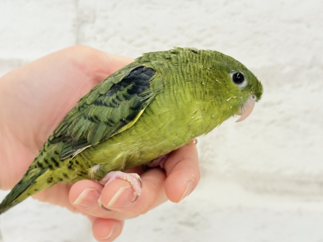 サザナミインコ