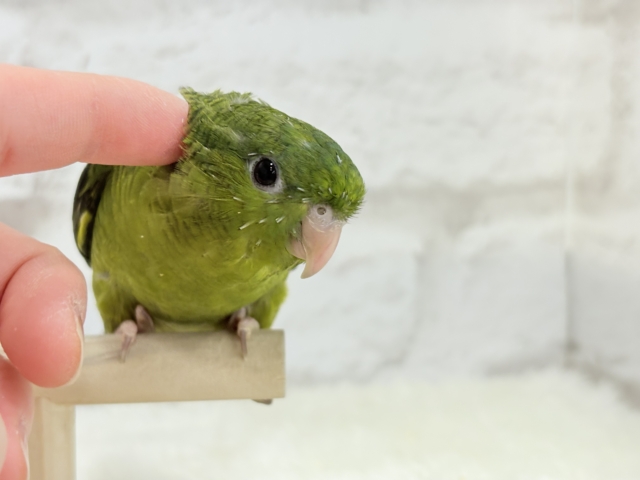 サザナミインコ