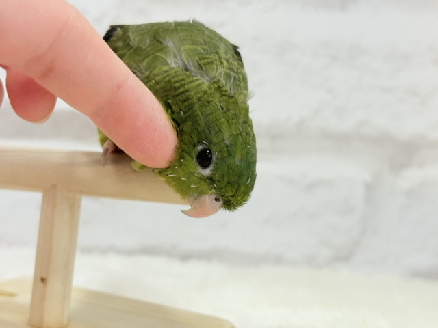 サザナミインコ