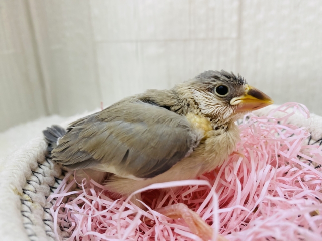 淡くて美しい✨人気上昇中のアゲイト文鳥さん❤️