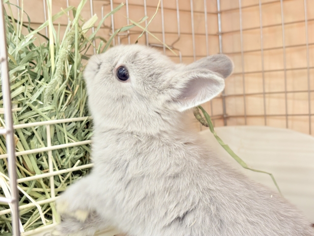 ネザーランドドワーフ