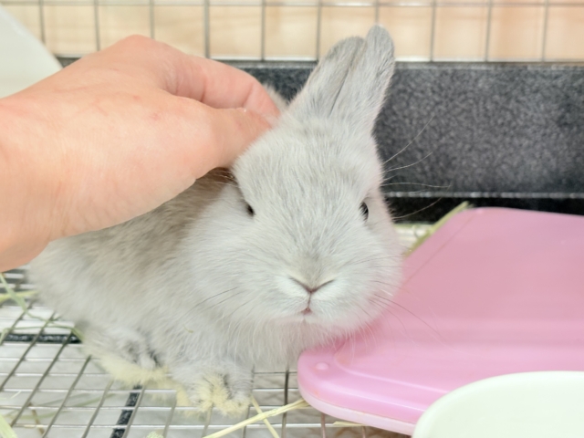 ネザーランドドワーフ