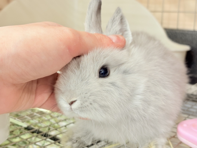 ネザーランドドワーフ