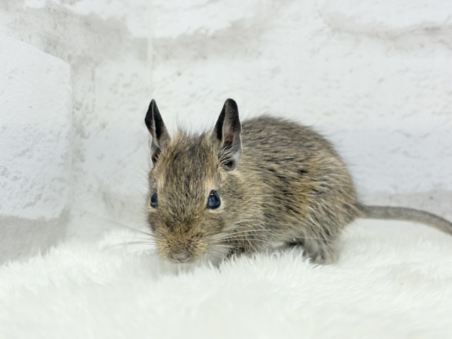 可愛すぎアイドル🐭💐💖デグー(ノーマル) 男の子 デグー