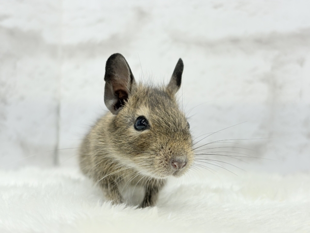 可愛すぎアイドル🐭💐💖デグー(ノーマル) 男の子 デグー