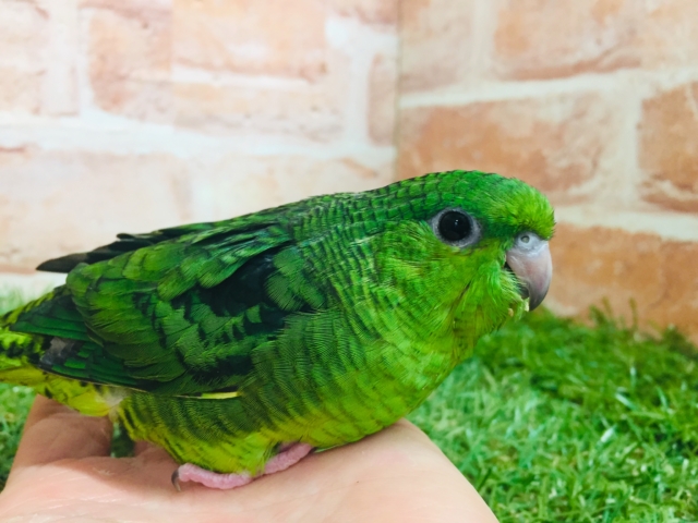【⭐︎最新画像更新⭐︎】サザナミインコさんがやってきましたよ~💚💚 (ノーマル) サザナミインコ