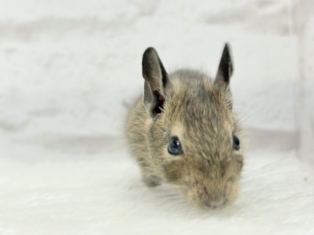 可愛すぎアイドル🐭💐💖デグー(ノーマル) 男の子 デグー