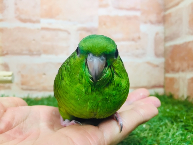 【⭐︎最新画像更新⭐︎】サザナミインコさんがやってきましたよ~💚💚 (ノーマル) サザナミインコ