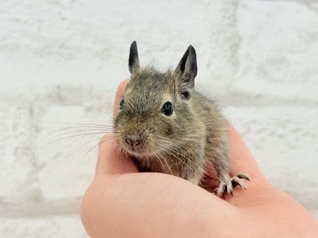 可愛すぎアイドル🐭💐💖デグー(ノーマル) 男の子 デグー