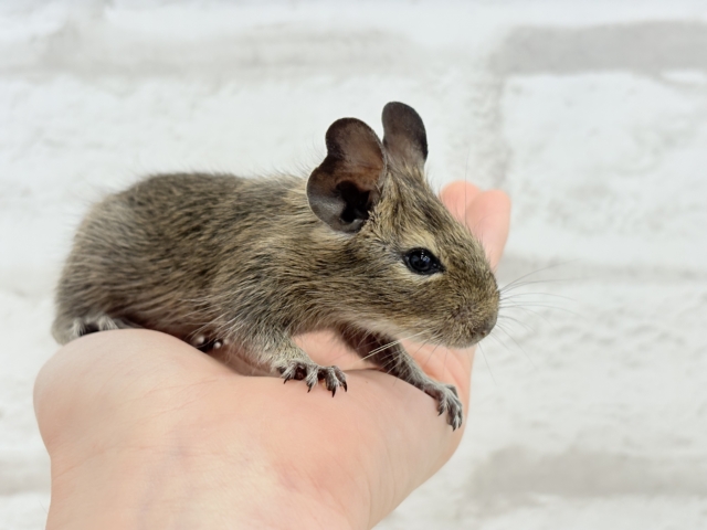 可愛すぎアイドル🐭💐💖デグー(ノーマル) 男の子 デグー