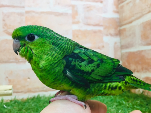 【⭐︎最新画像更新⭐︎】サザナミインコさんがやってきましたよ~💚💚 (ノーマル) サザナミインコ