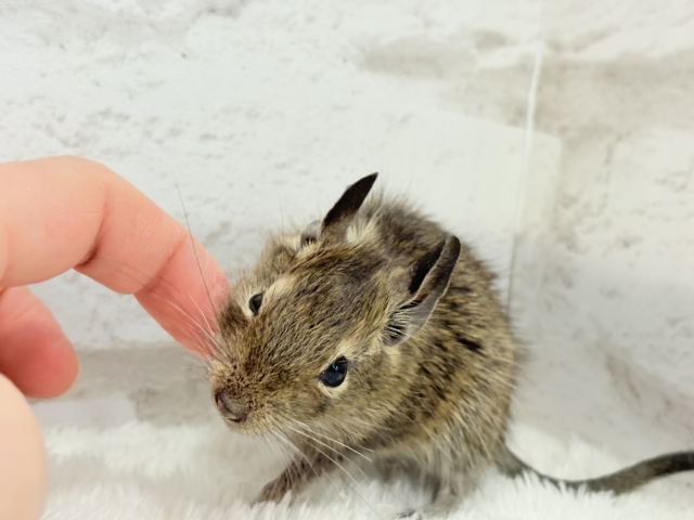 可愛すぎアイドル🐭💐💖デグー(ノーマル) 男の子 デグー