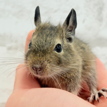 可愛すぎアイドル🐭💐💖デグー(ノーマル) 男の子