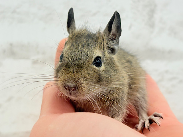 可愛すぎアイドル🐭💐💖デグー(ノーマル) 男の子 可愛すぎアイドル🐭💐💖デグー(ノーマル) 男の子