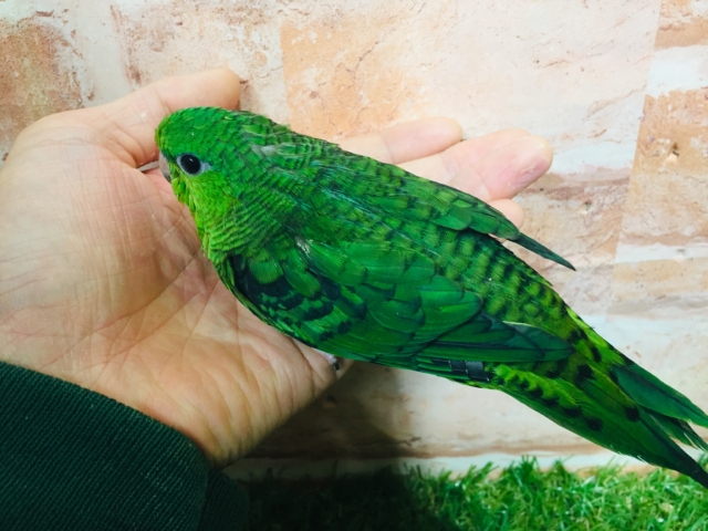 【⭐︎最新画像更新⭐︎】サザナミインコさんがやってきましたよ~💚💚 (ノーマル) サザナミインコ