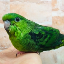 【⭐︎最新画像更新⭐︎】サザナミインコさんがやってきましたよ～💚💚　（ノーマル）