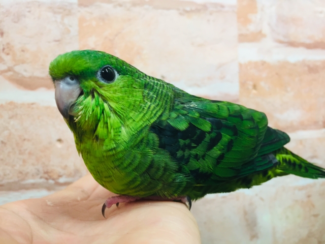 【⭐︎最新画像更新⭐︎】サザナミインコさんがやってきましたよ~💚💚 (ノーマル) サザナミインコ