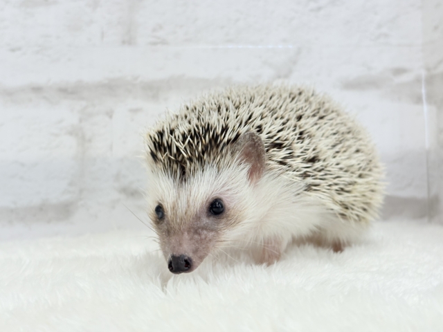 元気いっぱい☆歩くの大好き☆ハリネズミ(パイド)女の子 ハリネズミ(ヨツユビハリネズミ)