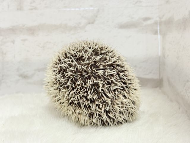 元気いっぱい☆歩くの大好き☆ハリネズミ(パイド)女の子 ハリネズミ(ヨツユビハリネズミ)