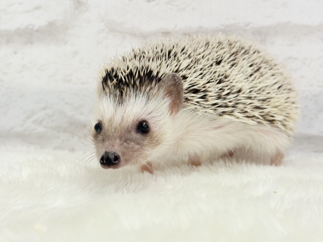 元気いっぱい☆歩くの大好き☆ハリネズミ(パイド)女の子 ハリネズミ(ヨツユビハリネズミ)